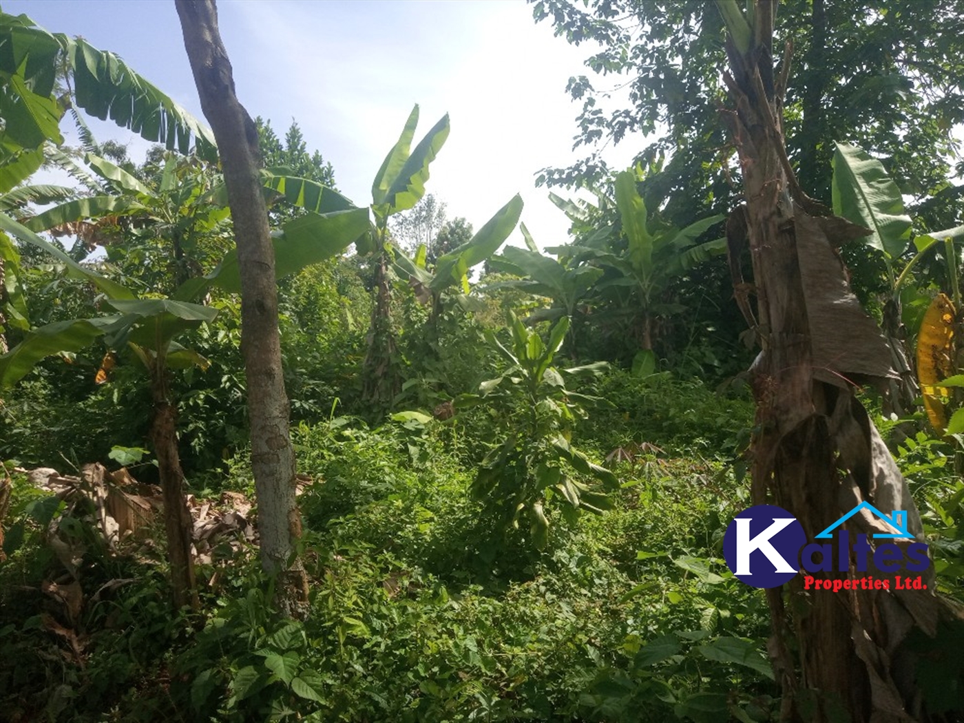 Agricultural Land for sale in Buwooya Buyikwe