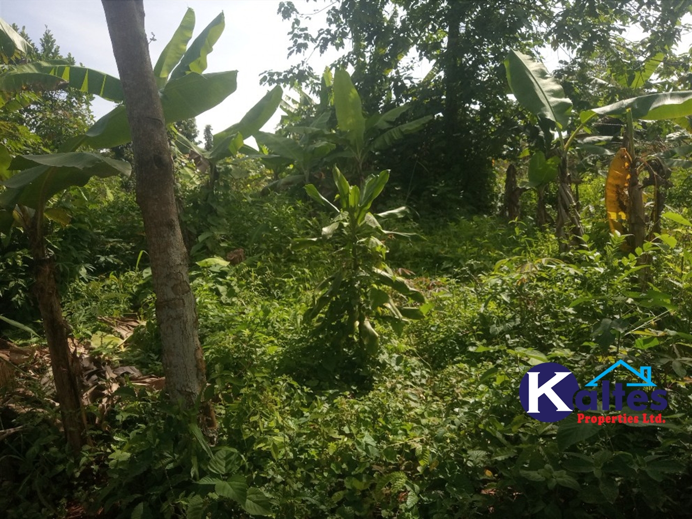 Agricultural Land for sale in Buwooya Buyikwe