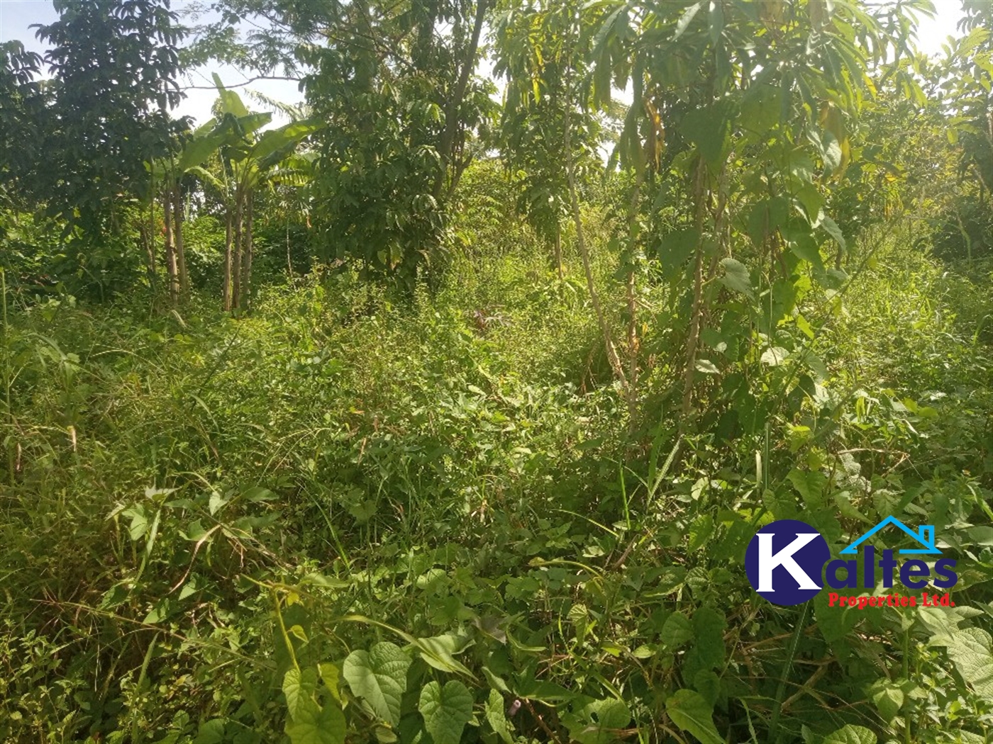 Agricultural Land for sale in Buwooya Buyikwe