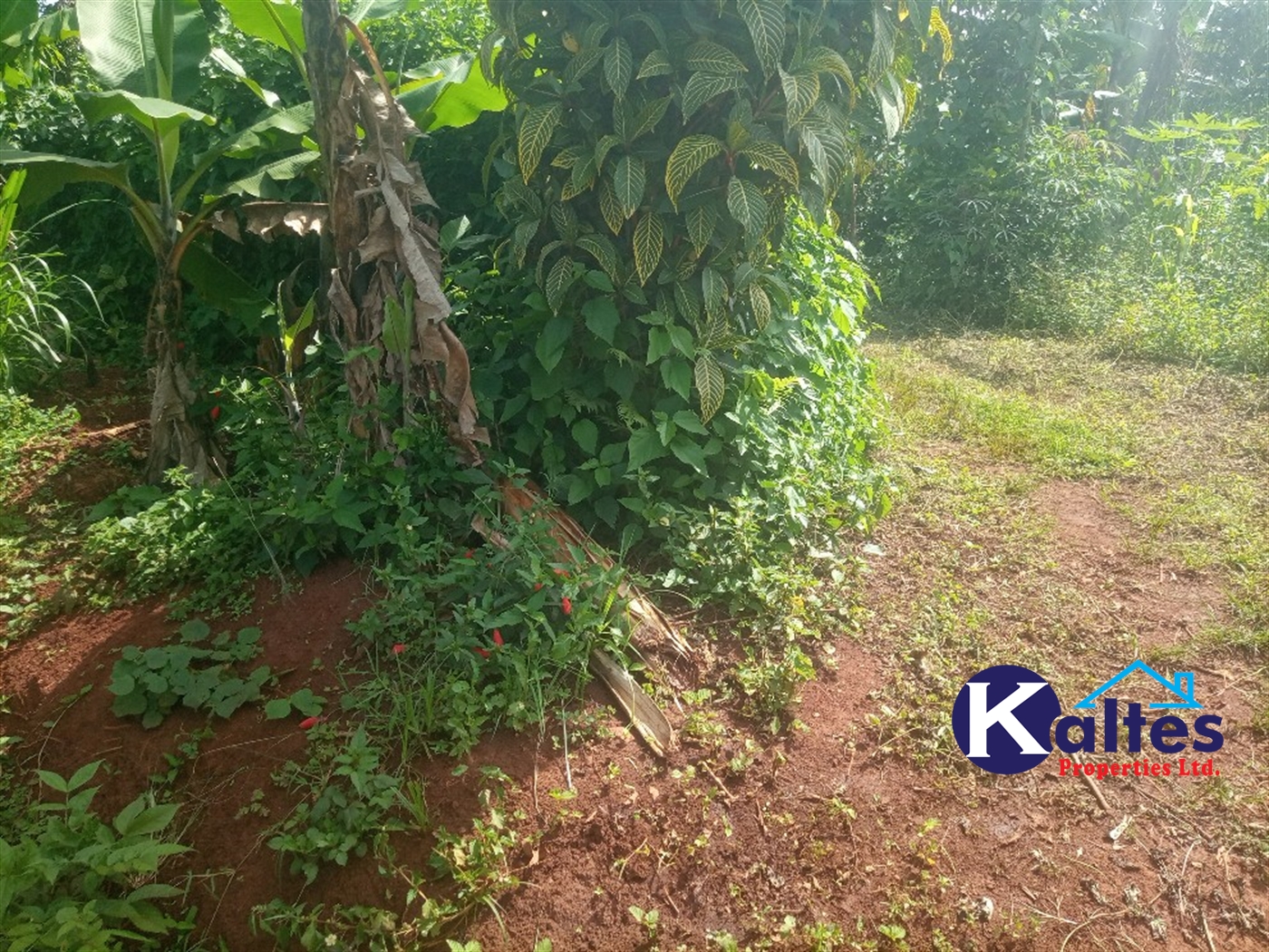 Agricultural Land for sale in Buwooya Buyikwe