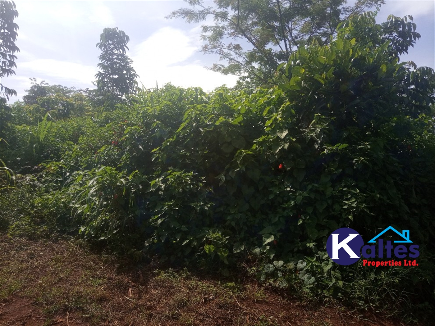 Agricultural Land for sale in Buwooya Buyikwe