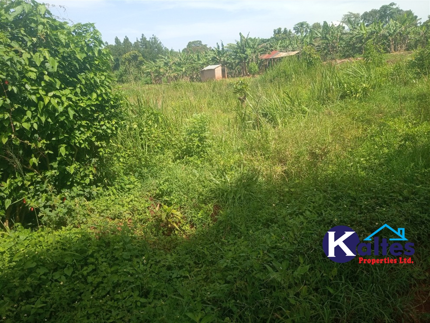 Agricultural Land for sale in Buwooya Buyikwe