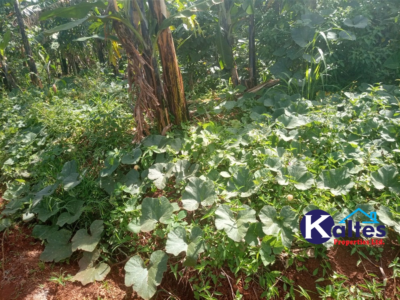 Agricultural Land for sale in Buwooya Buyikwe