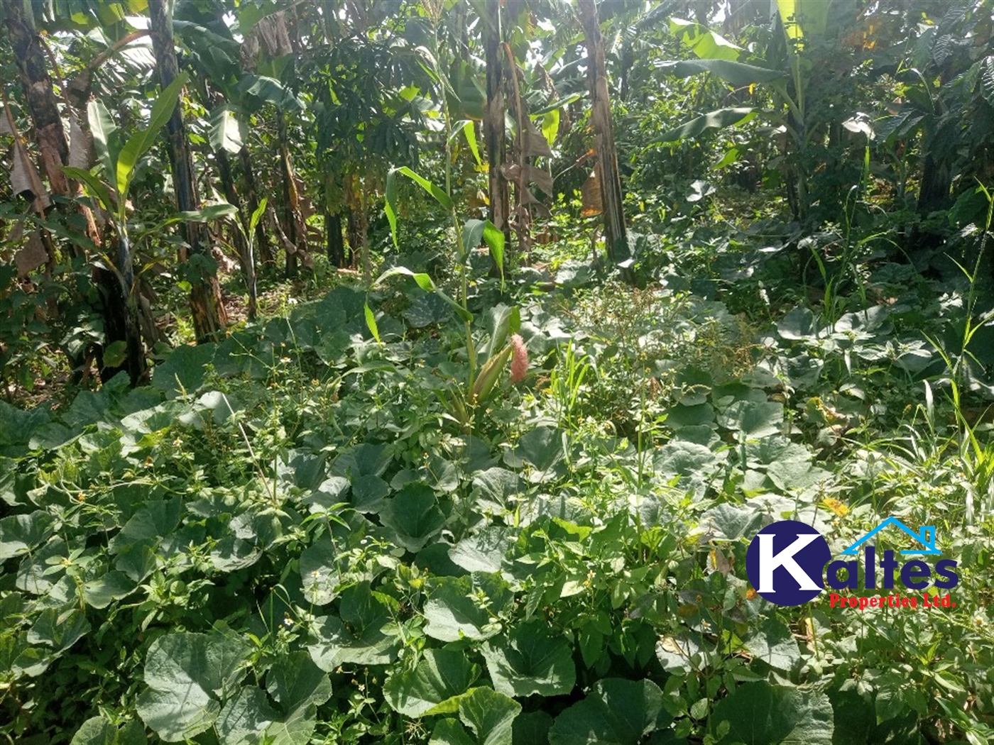 Agricultural Land for sale in Buwooya Buyikwe