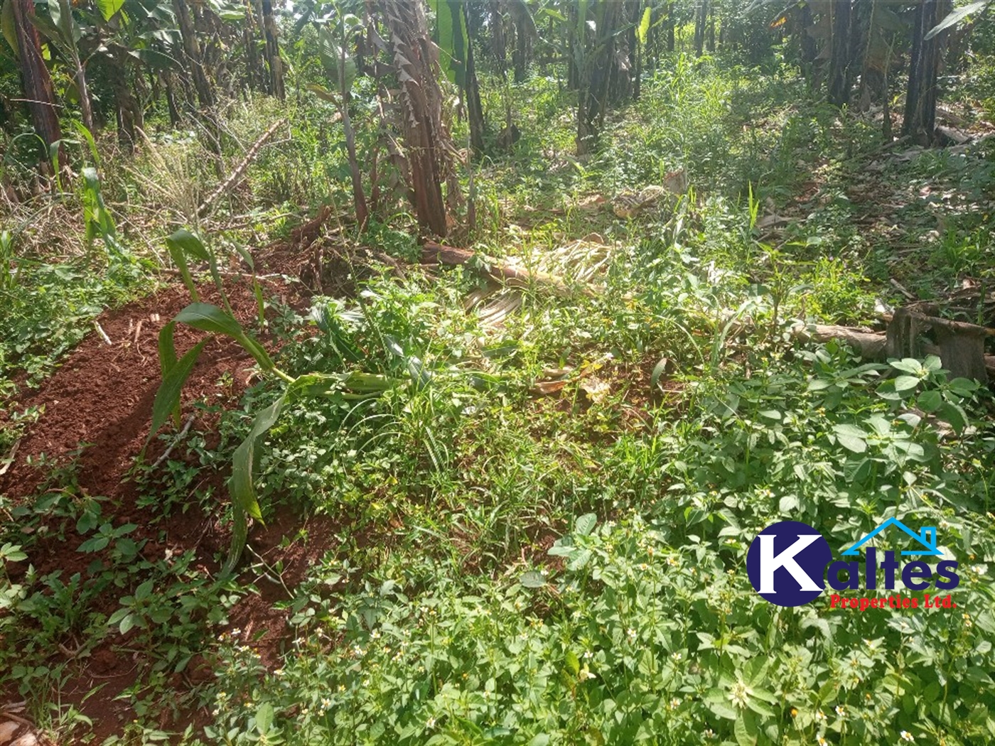 Agricultural Land for sale in Buwooya Buyikwe