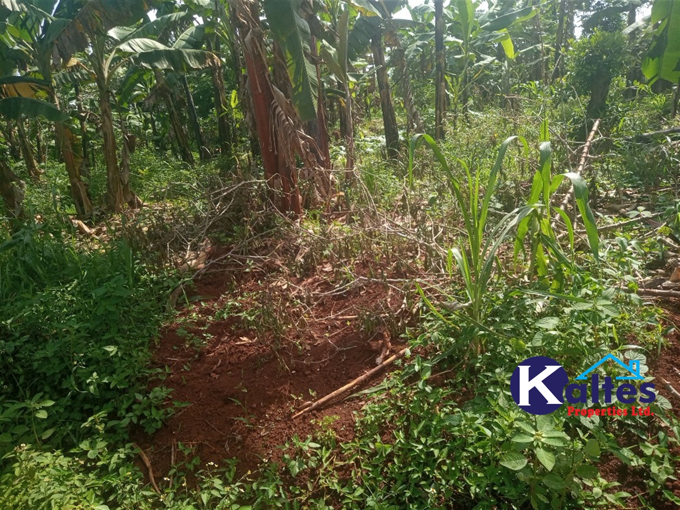 Agricultural Land for sale in Buwooya Buyikwe