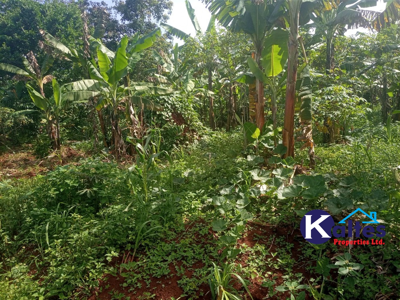 Agricultural Land for sale in Buwooya Buyikwe