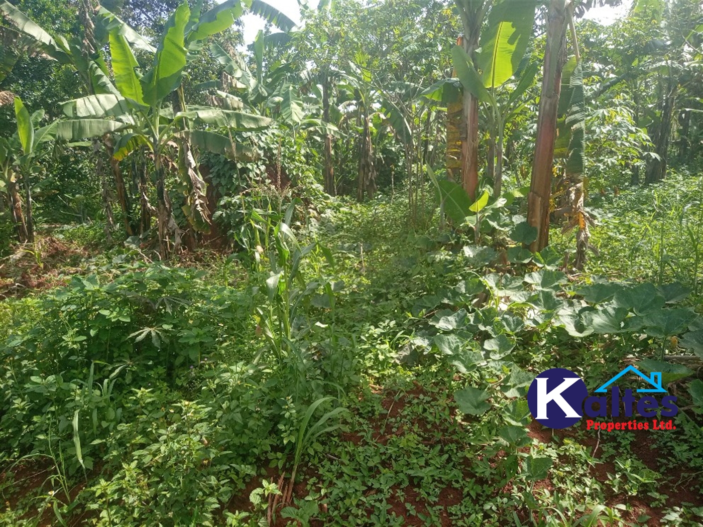 Agricultural Land for sale in Buwooya Buyikwe