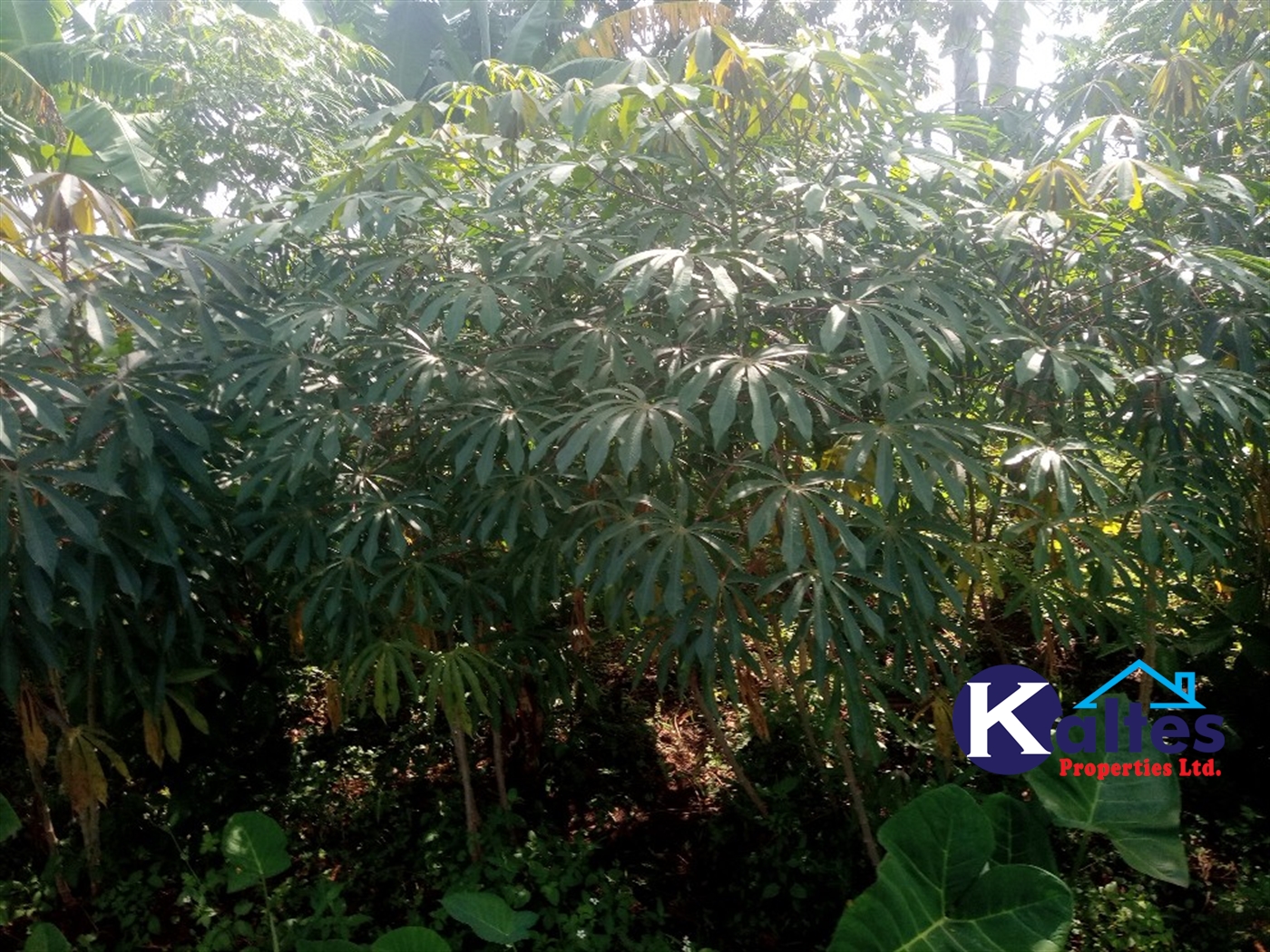 Agricultural Land for sale in Ntenjjeru Mukono