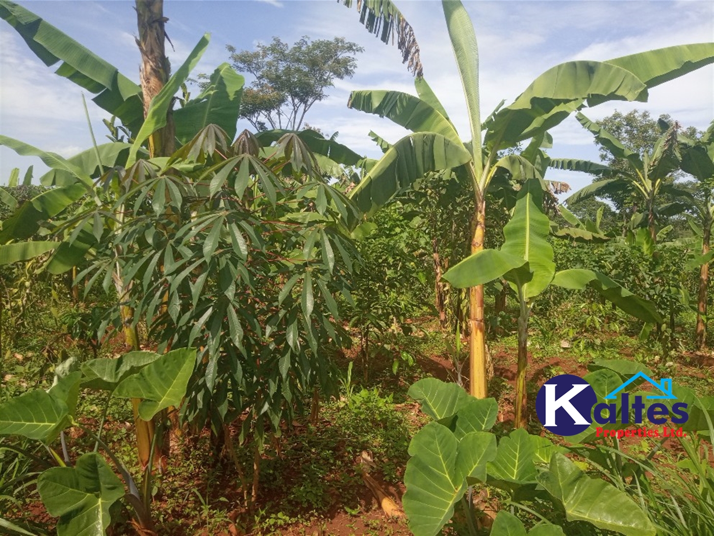 Agricultural Land for sale in Ntenjjeru Mukono