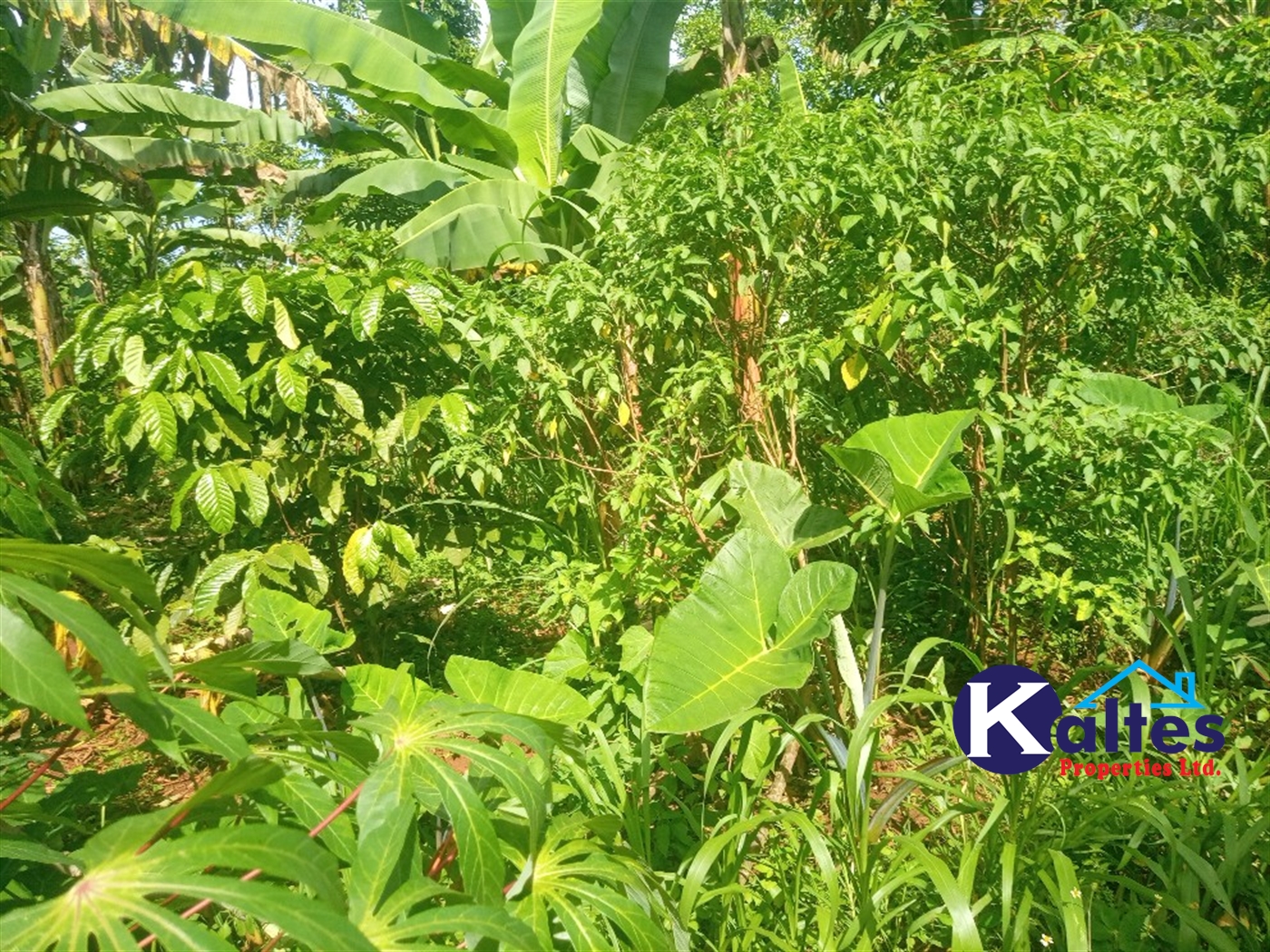 Agricultural Land for sale in Ntenjjeru Mukono