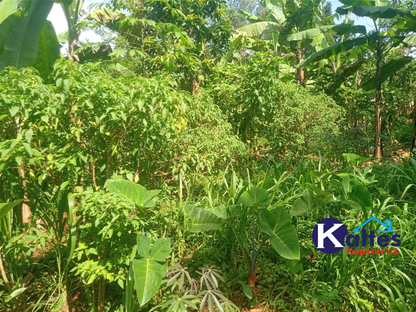 Agricultural Land for sale in Ntenjjeru Mukono