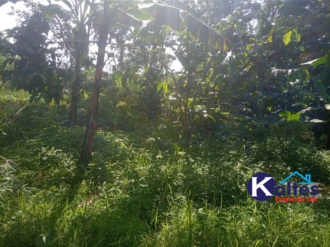 Agricultural Land for sale in Ntenjjeru Mukono