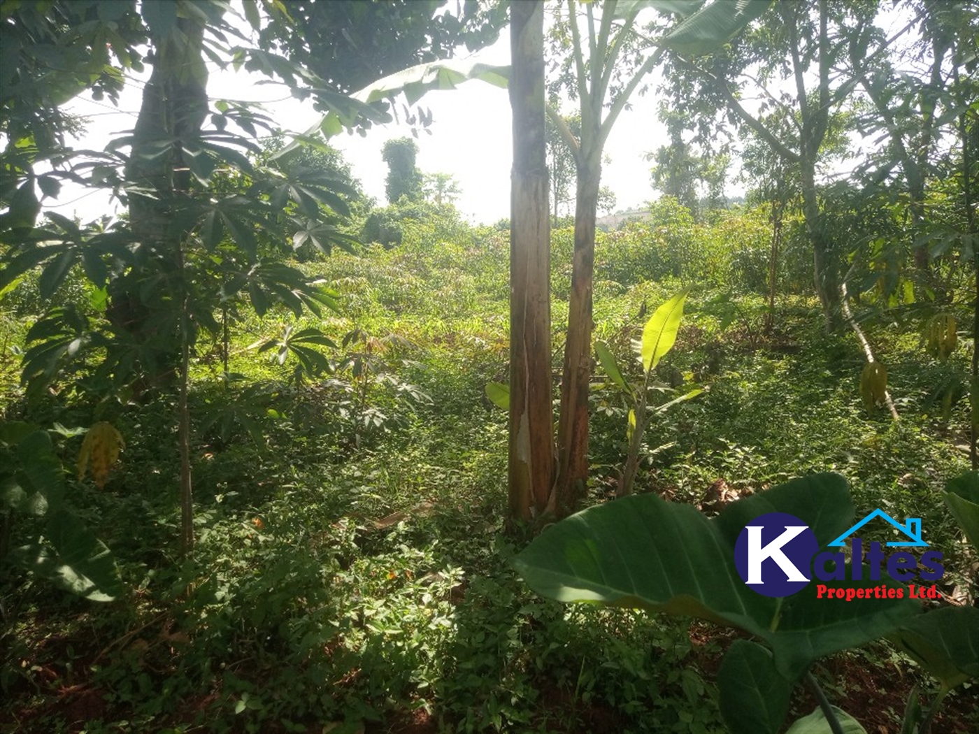 Agricultural Land for sale in Ntenjjeru Mukono