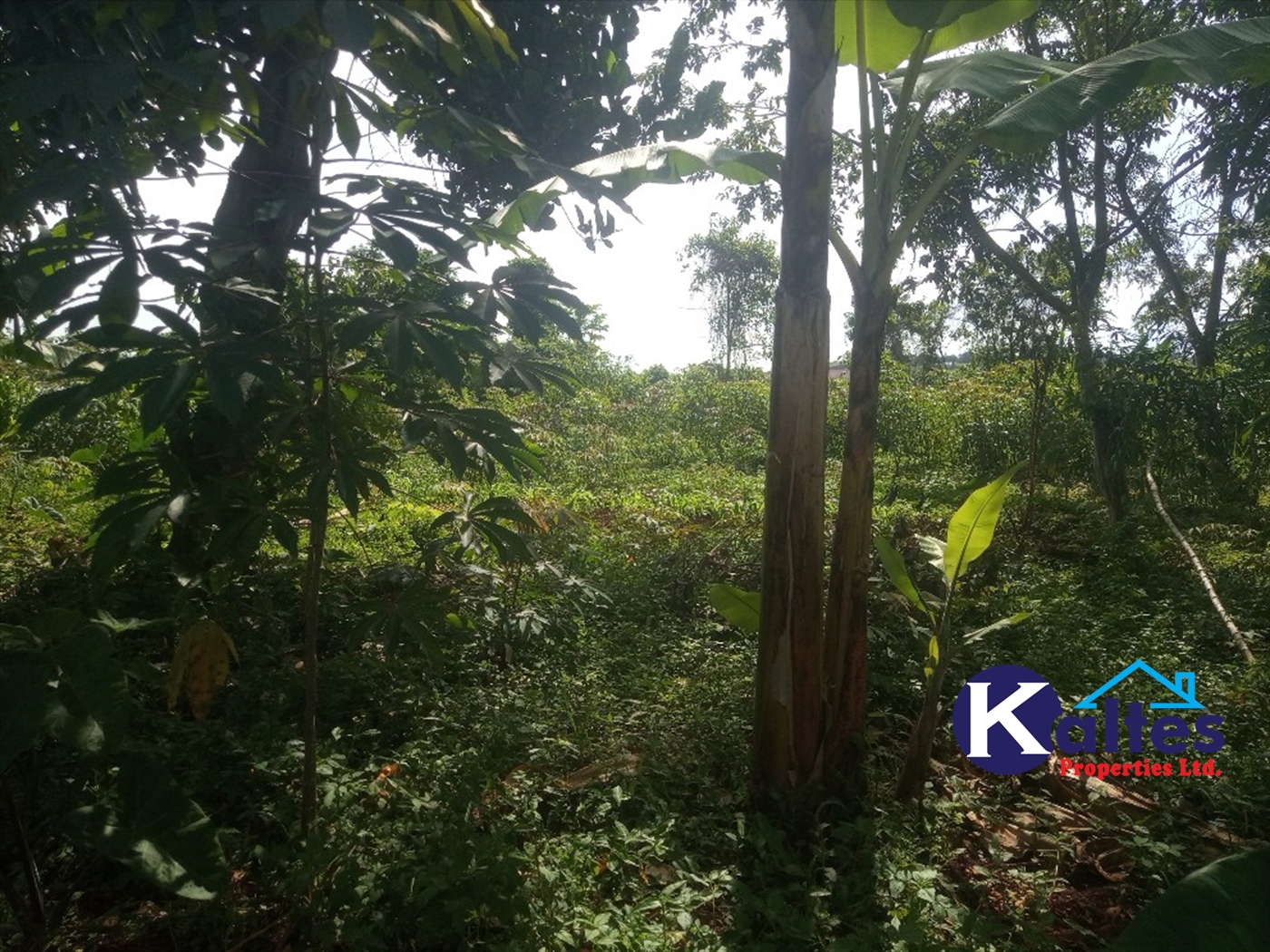 Agricultural Land for sale in Ntenjjeru Mukono