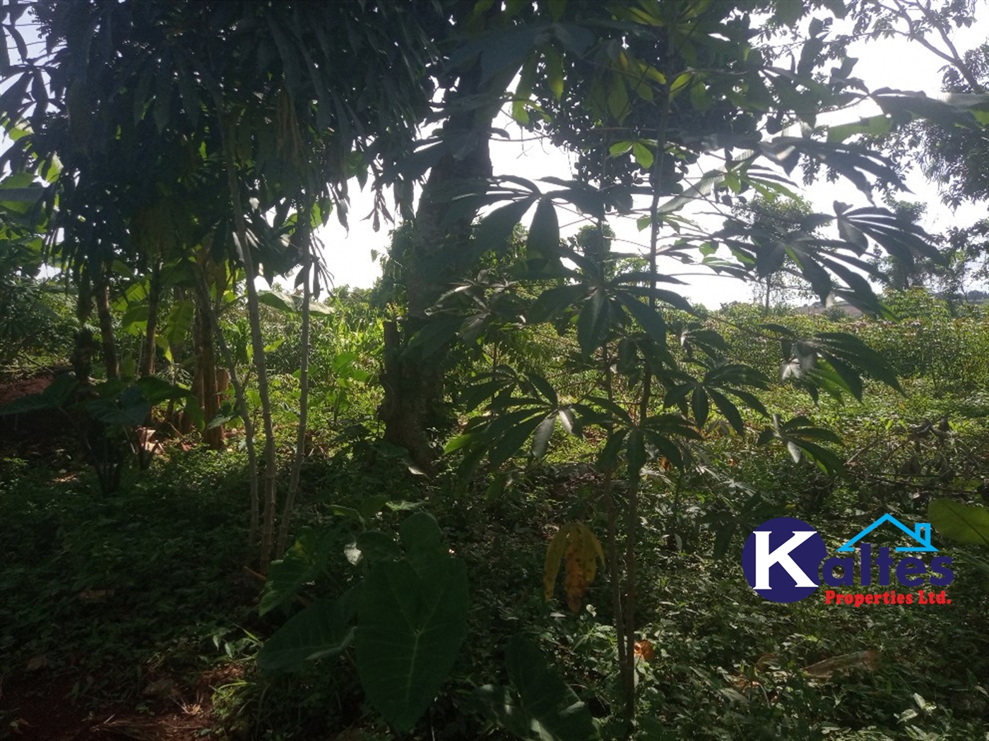 Agricultural Land for sale in Ntenjjeru Mukono