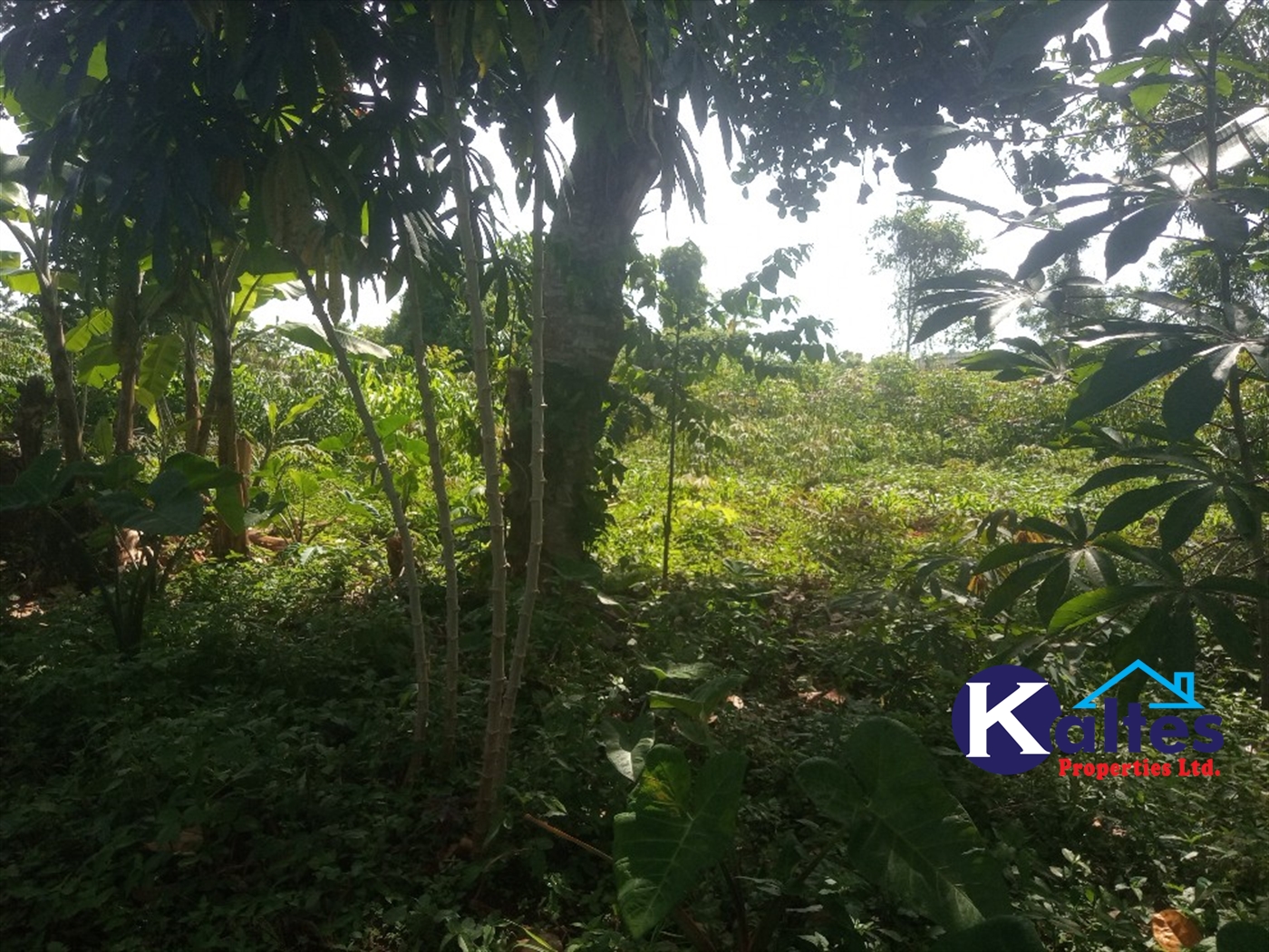 Agricultural Land for sale in Ntenjjeru Mukono