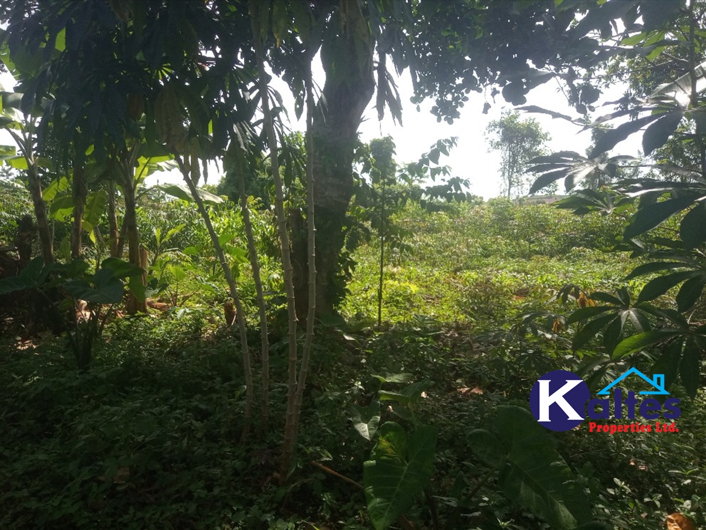 Agricultural Land for sale in Ntenjjeru Mukono