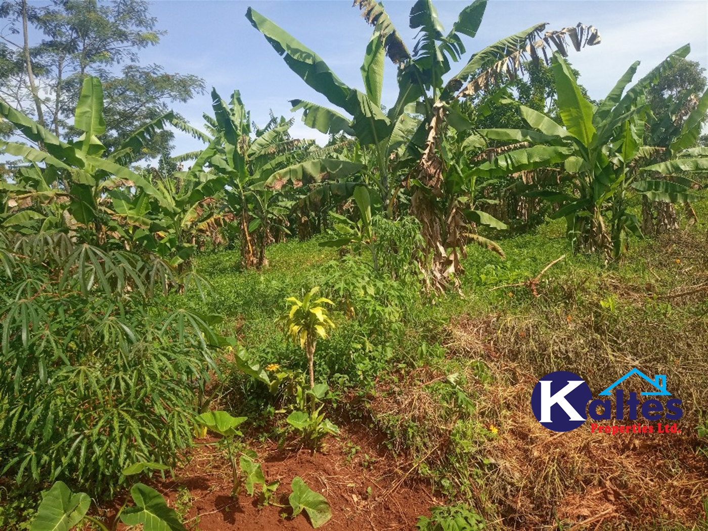 Agricultural Land for sale in Ntenjjeru Mukono