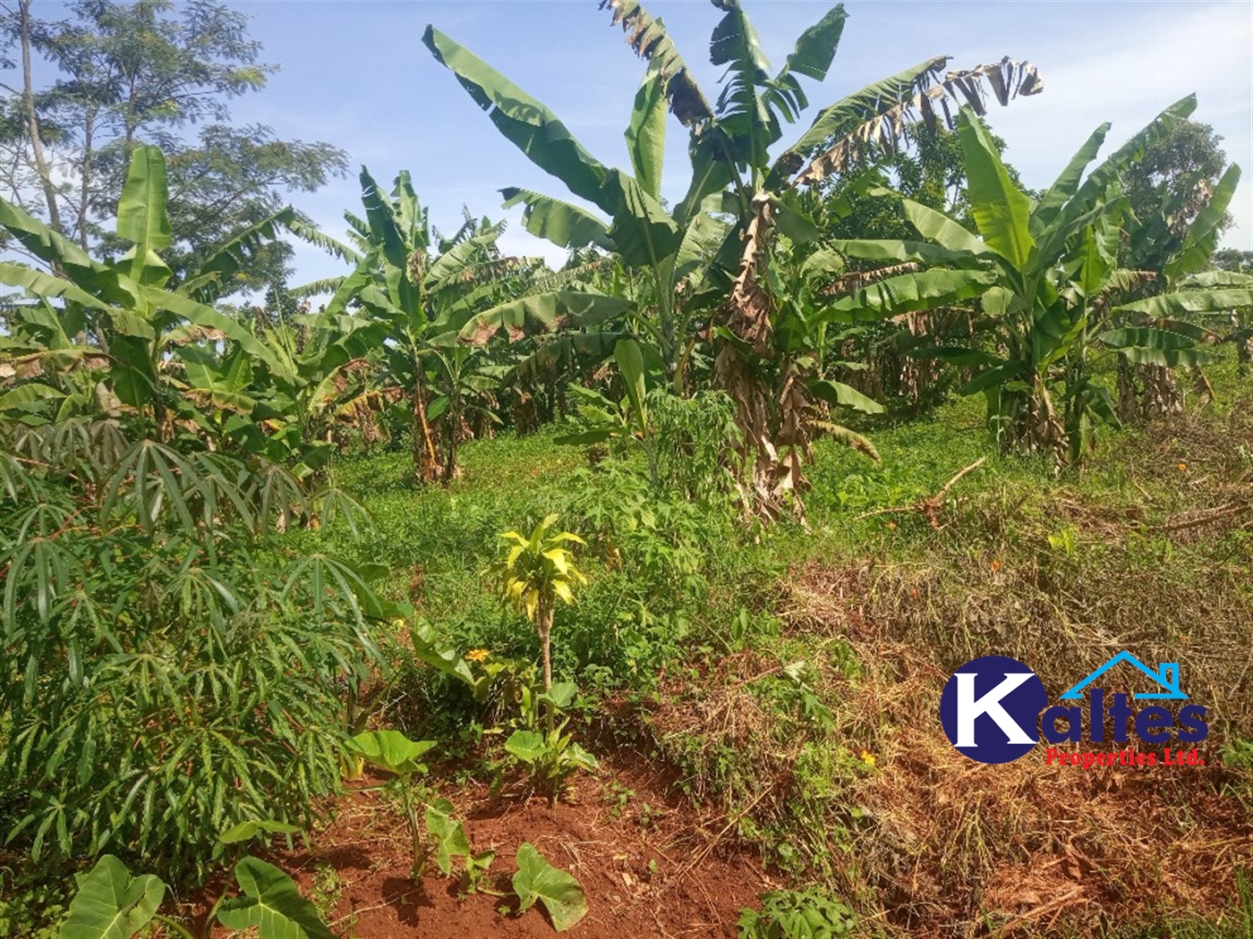 Agricultural Land for sale in Ntenjjeru Mukono