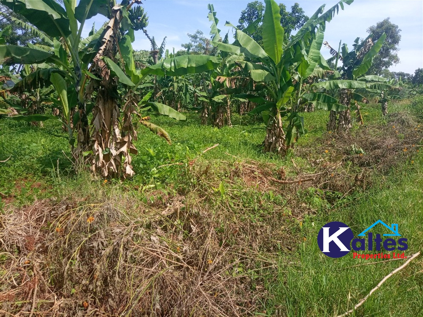 Agricultural Land for sale in Ntenjjeru Mukono