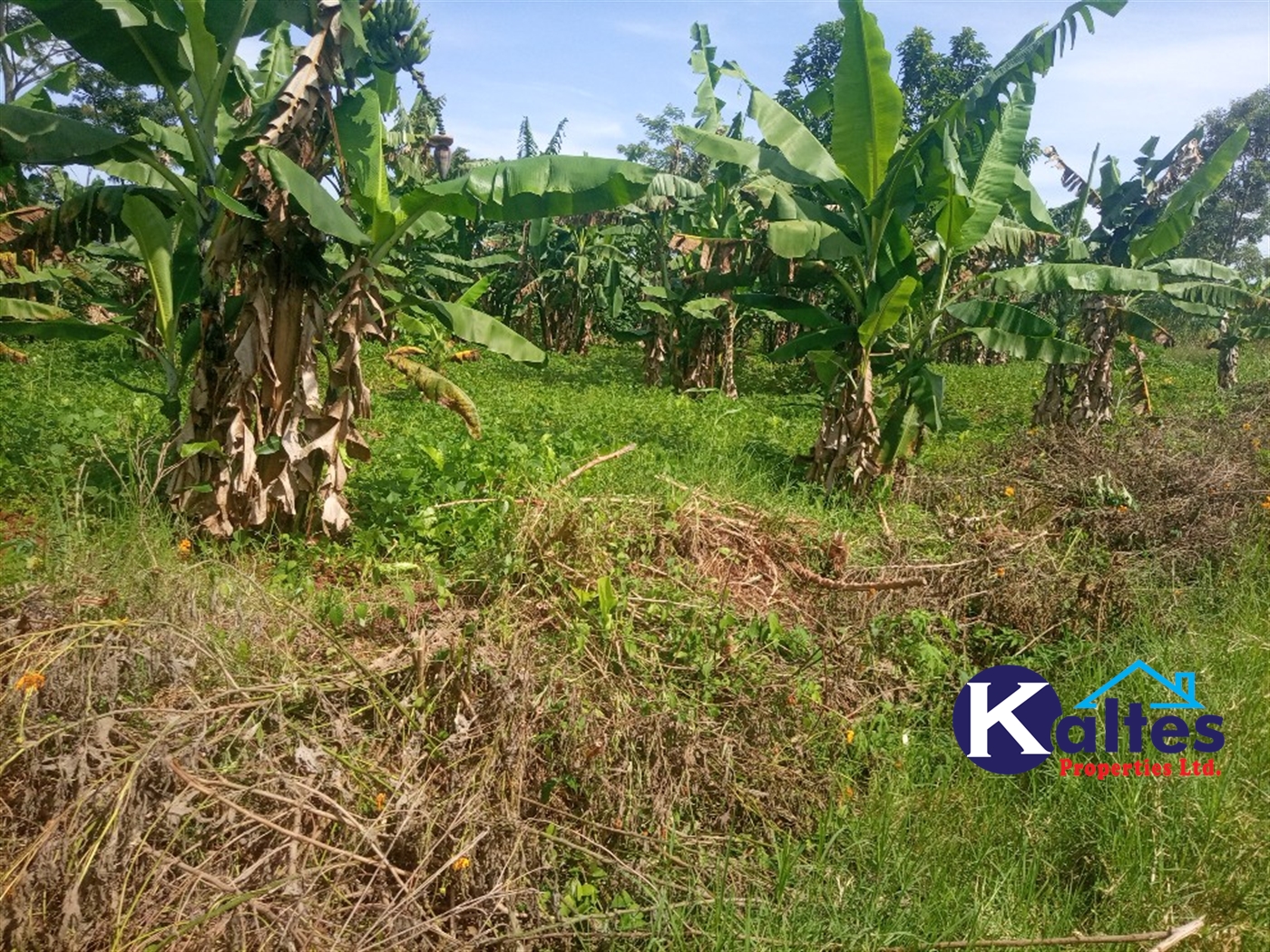 Agricultural Land for sale in Ntenjjeru Mukono