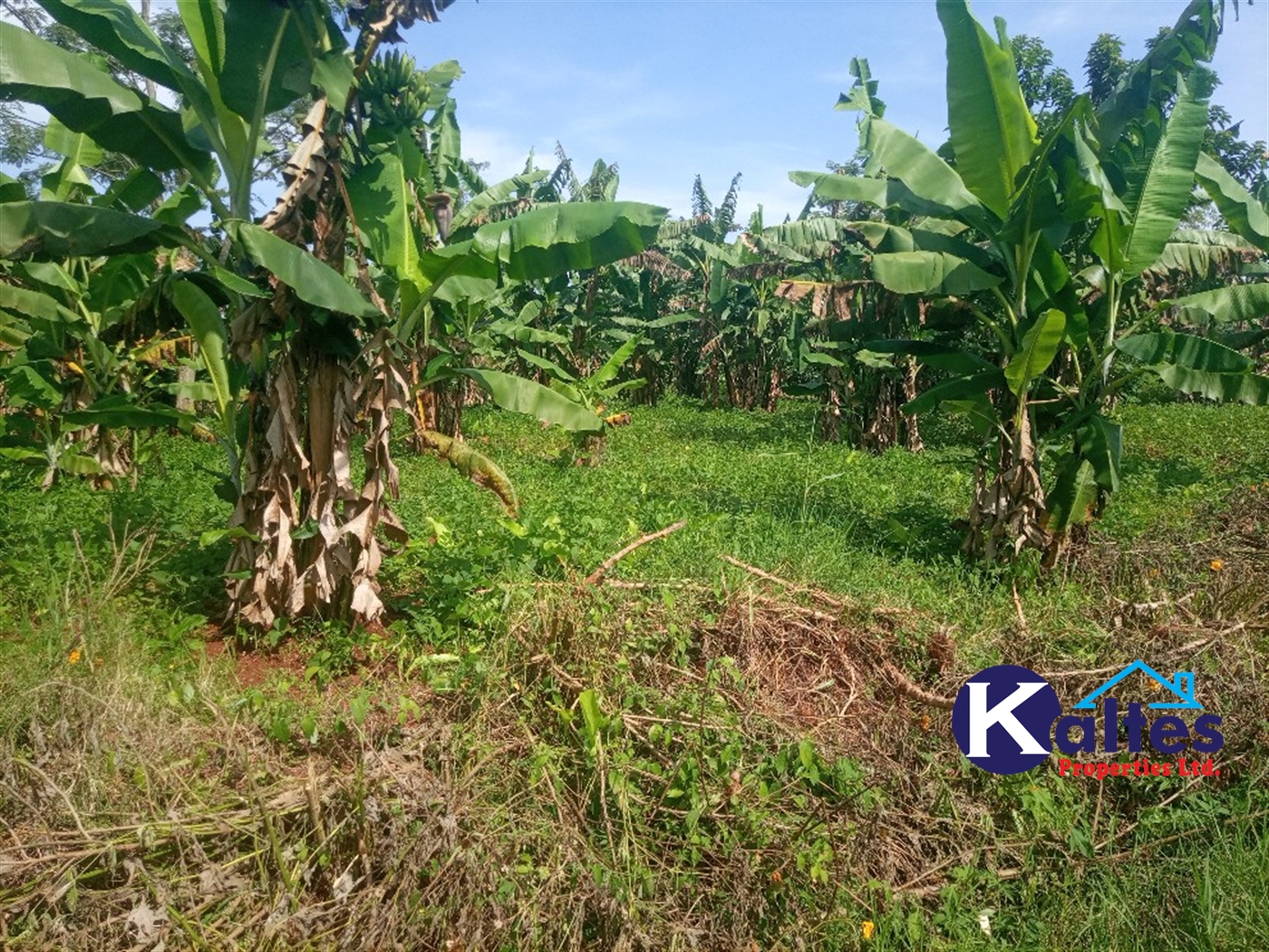 Agricultural Land for sale in Ntenjjeru Mukono