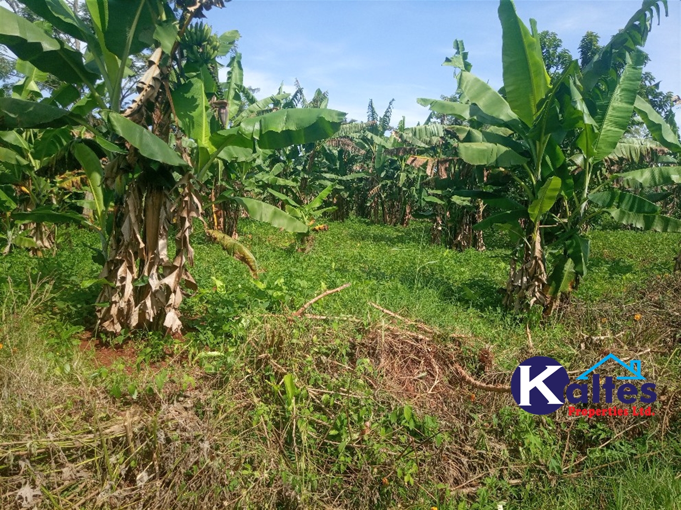 Agricultural Land for sale in Ntenjjeru Mukono