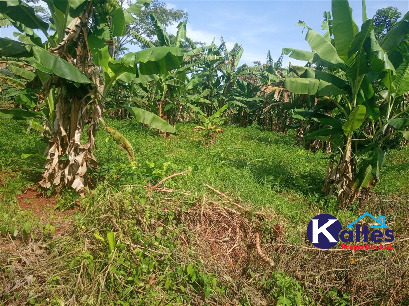 Agricultural Land for sale in Ntenjjeru Mukono