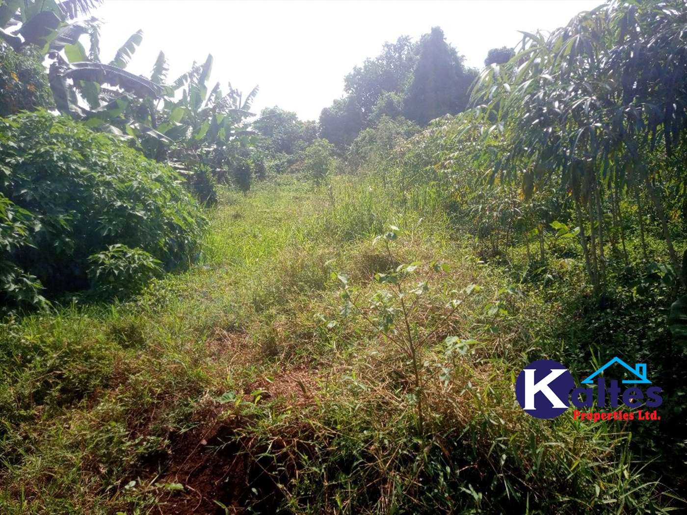 Agricultural Land for sale in Ntenjjeru Mukono