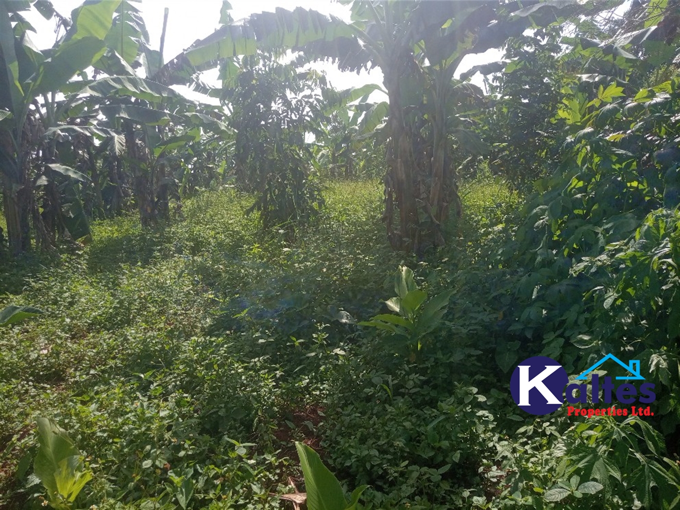 Agricultural Land for sale in Ntenjjeru Mukono