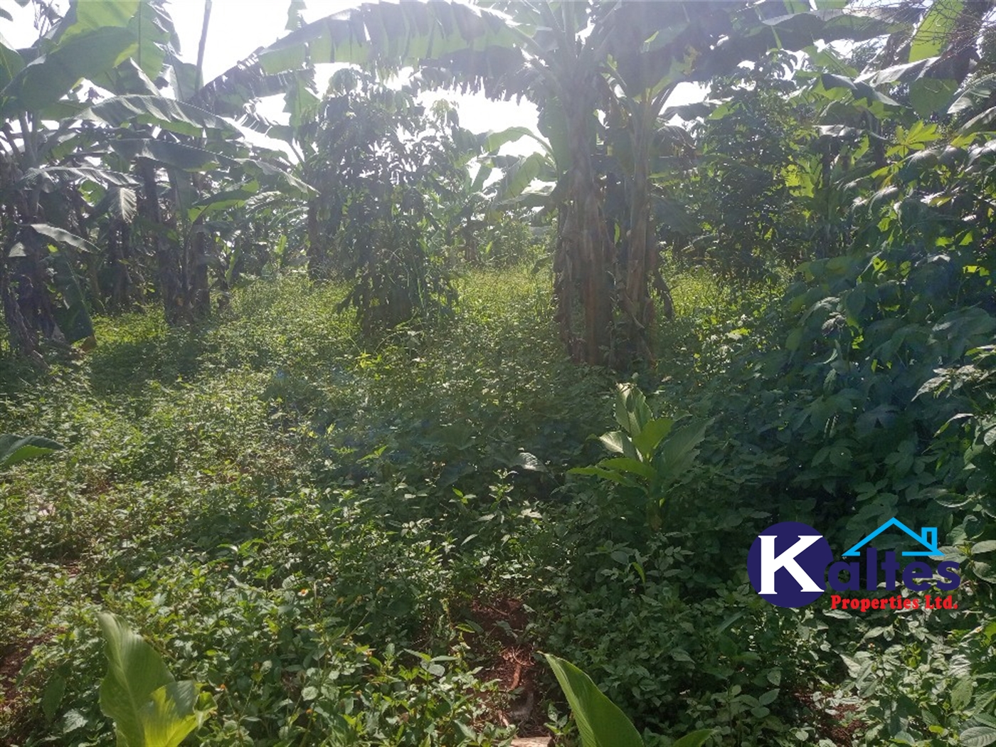 Agricultural Land for sale in Ntenjjeru Mukono