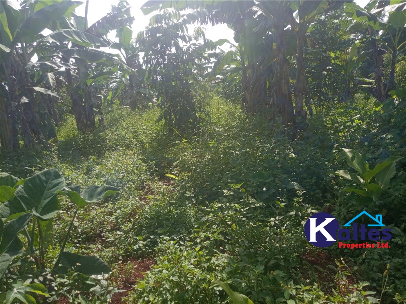 Agricultural Land for sale in Ntenjjeru Mukono