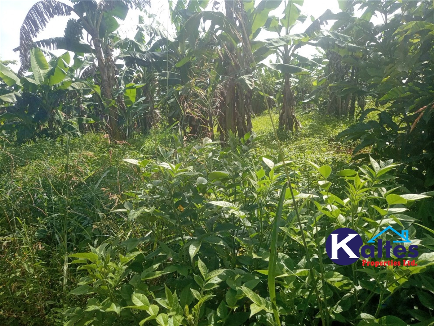 Agricultural Land for sale in Ntenjjeru Mukono