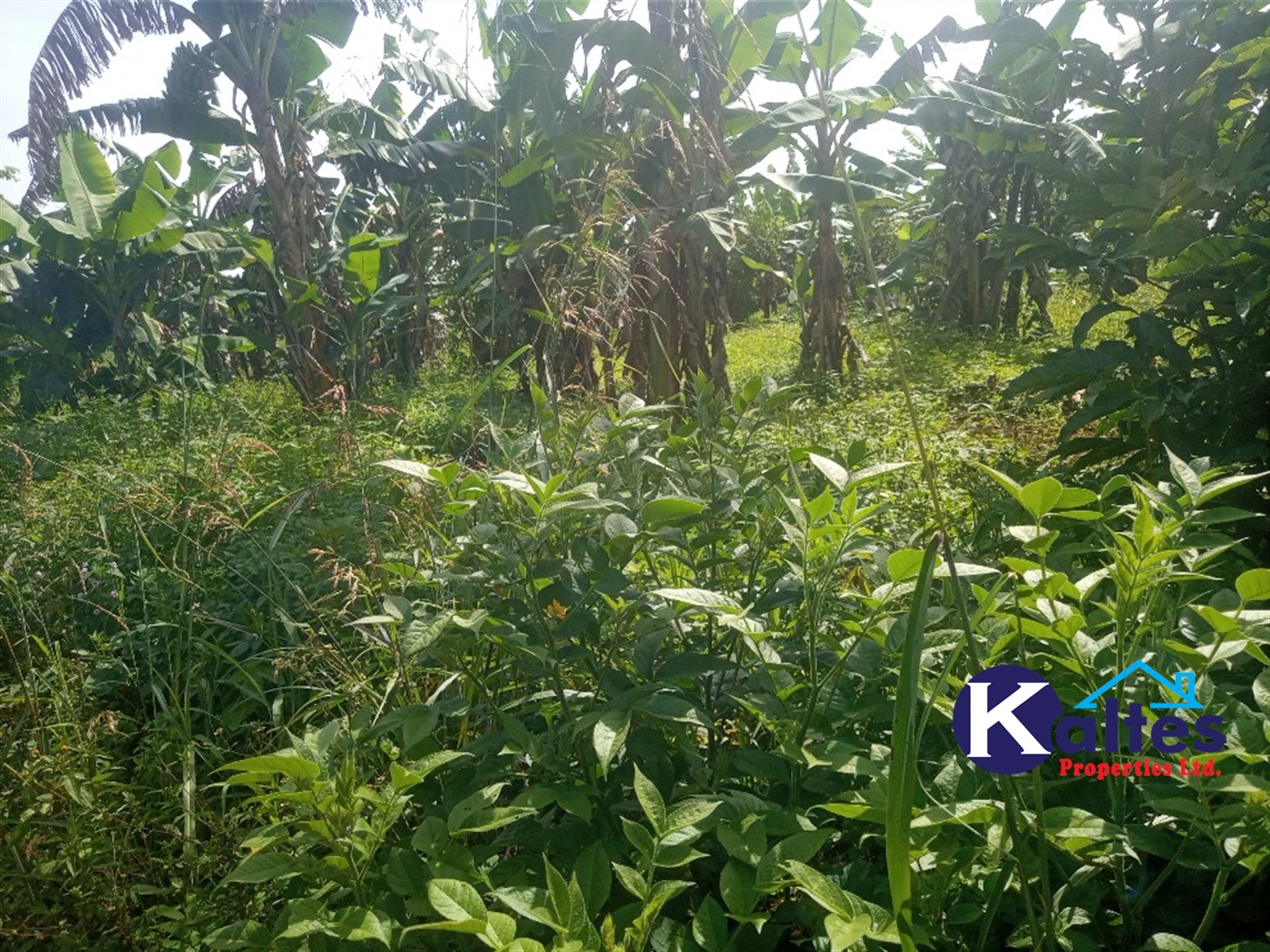 Agricultural Land for sale in Ntenjjeru Mukono