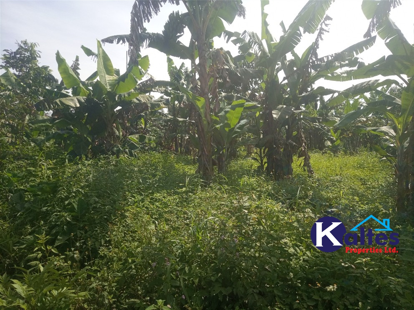 Agricultural Land for sale in Ntenjjeru Mukono