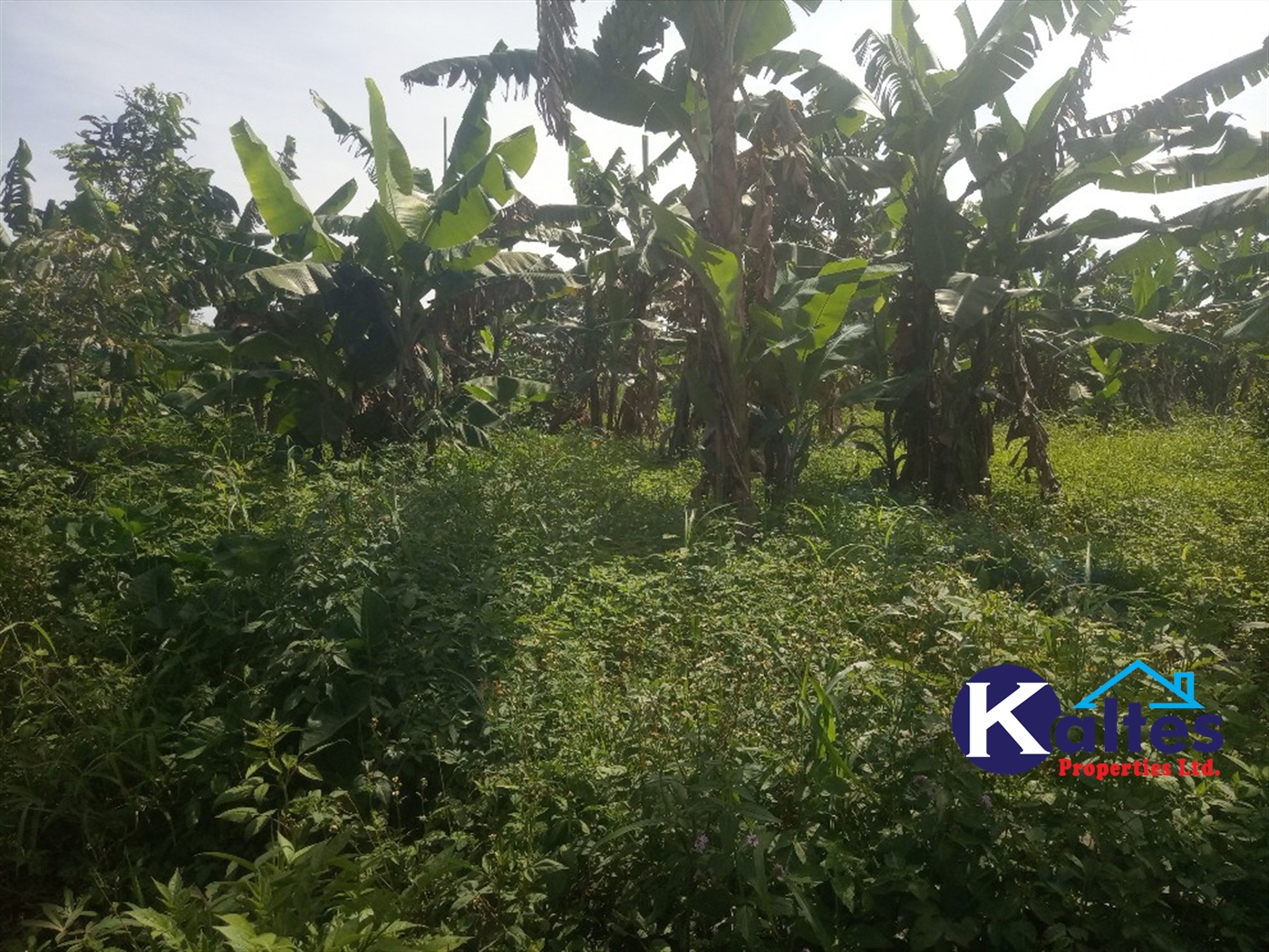 Agricultural Land for sale in Ntenjjeru Mukono