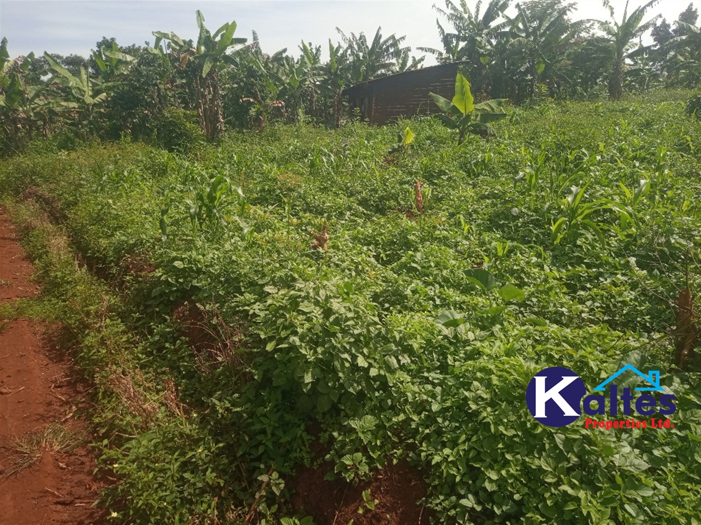 Agricultural Land for sale in Ntenjjeru Mukono