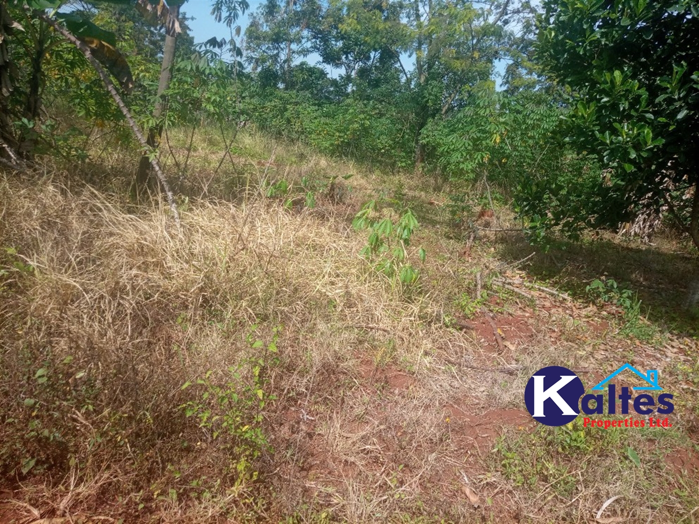 Agricultural Land for sale in Ntenjjeru Mukono