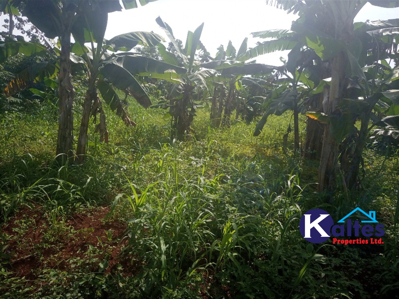 Agricultural Land for sale in Ntenjjeru Mukono