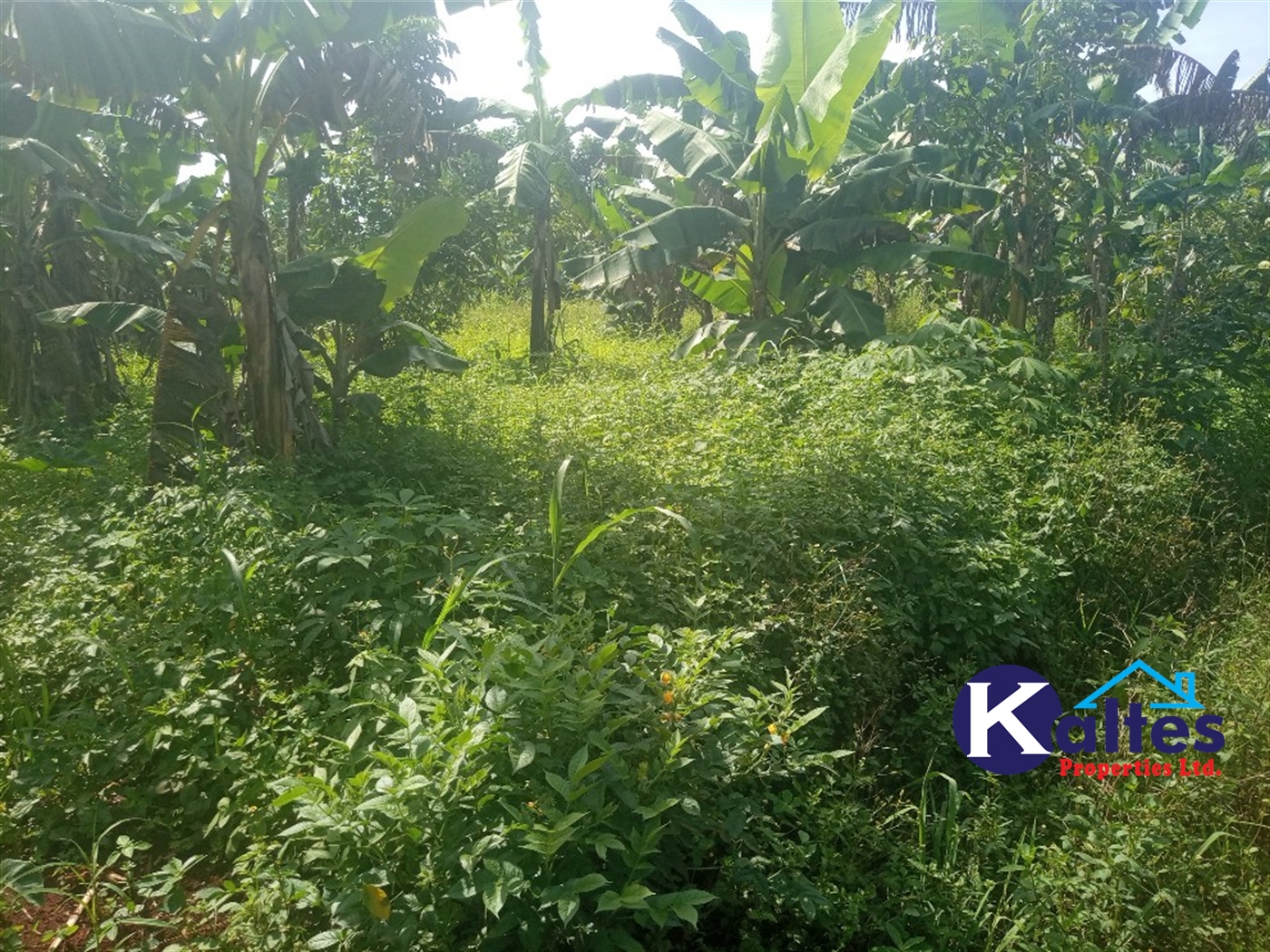 Agricultural Land for sale in Ntenjjeru Mukono