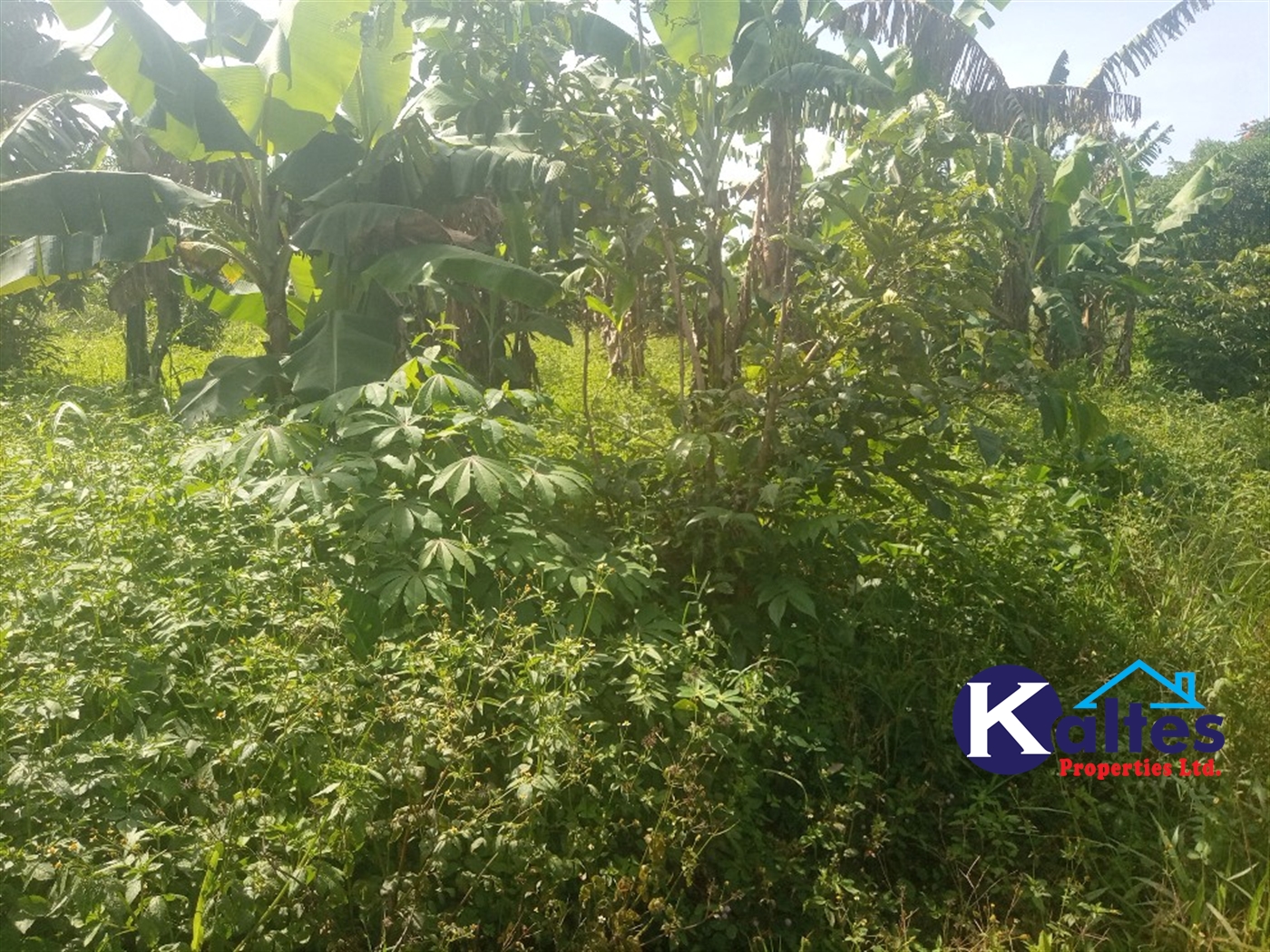 Agricultural Land for sale in Ntenjjeru Mukono