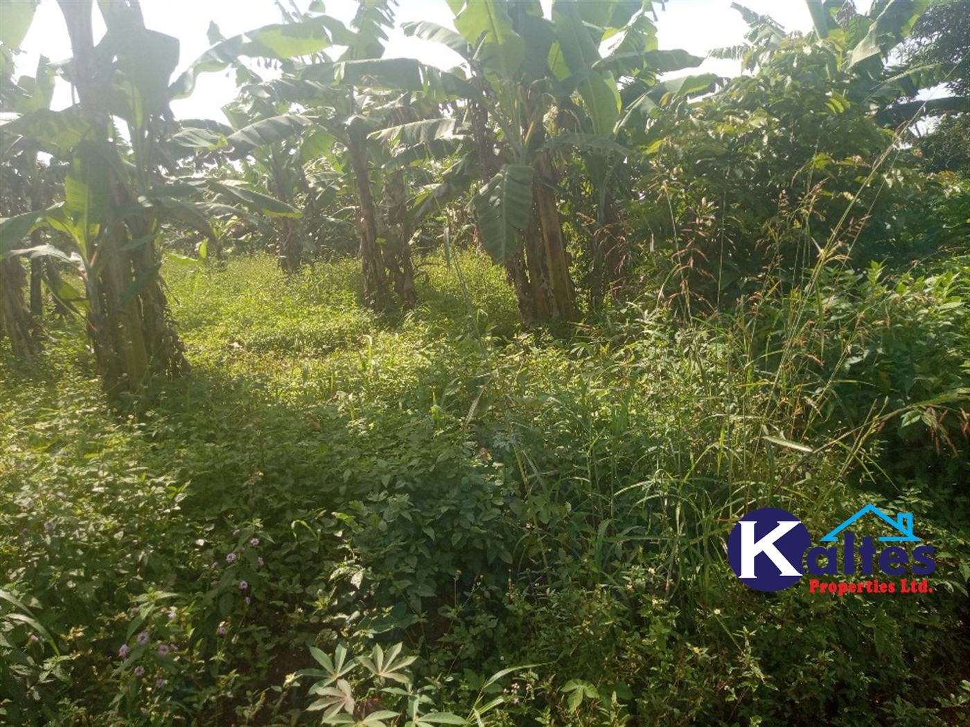 Agricultural Land for sale in Ntenjjeru Mukono