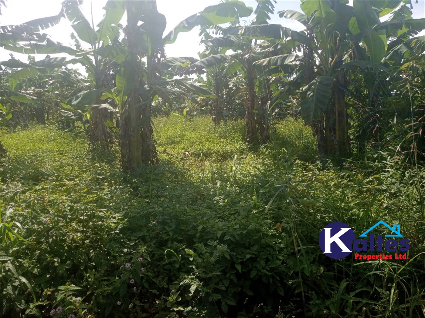 Agricultural Land for sale in Ntenjjeru Mukono