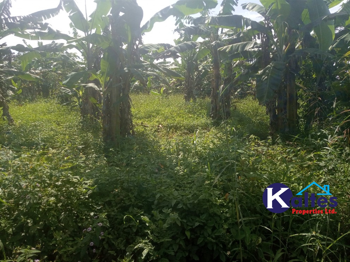 Agricultural Land for sale in Ntenjjeru Mukono