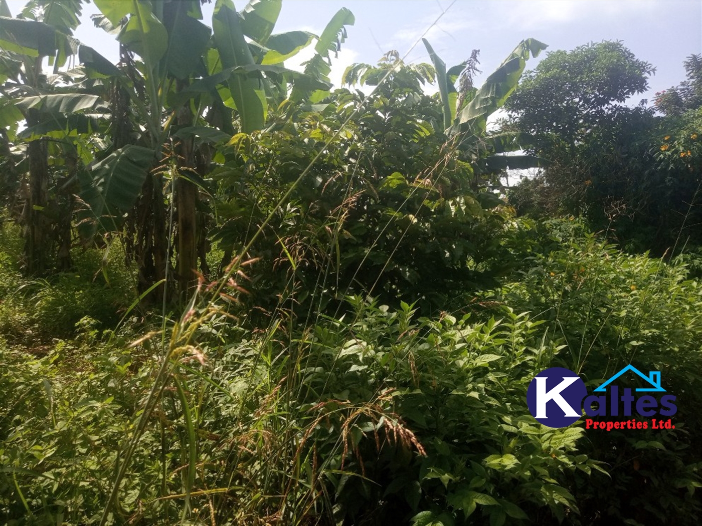 Agricultural Land for sale in Ntenjjeru Mukono