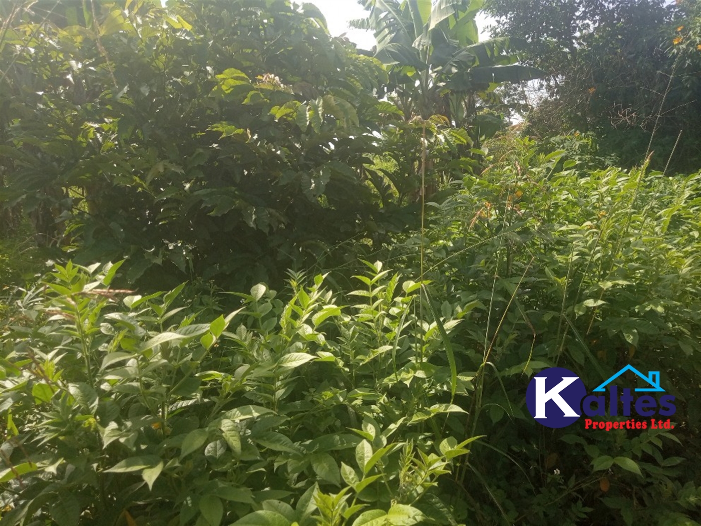 Agricultural Land for sale in Ntenjjeru Mukono