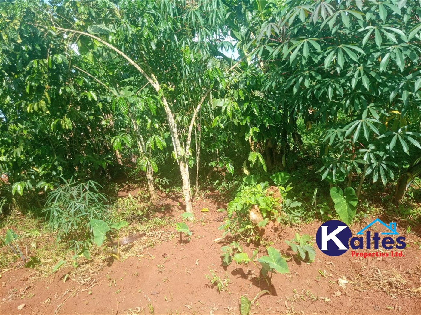 Agricultural Land for sale in Ntenjjeru Mukono