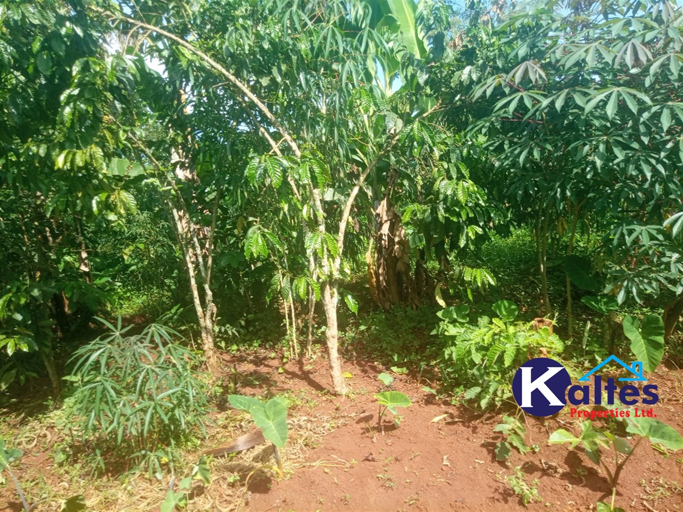 Agricultural Land for sale in Ntenjjeru Mukono