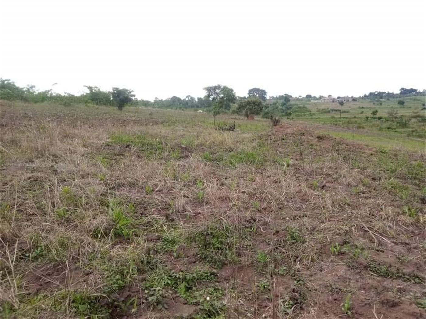 Residential Land for sale in Matugga Luwero